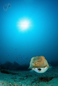 O
cuttle talks on the Prince John Dive Resort housereef by Mona Dienhart 